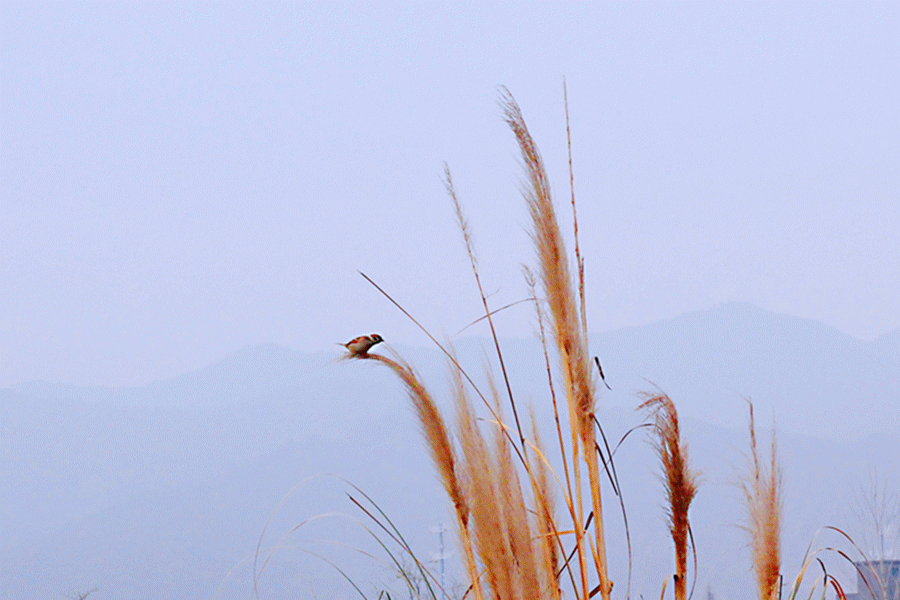 1615210240797926.gif 微信圖片_20210308212716.gif