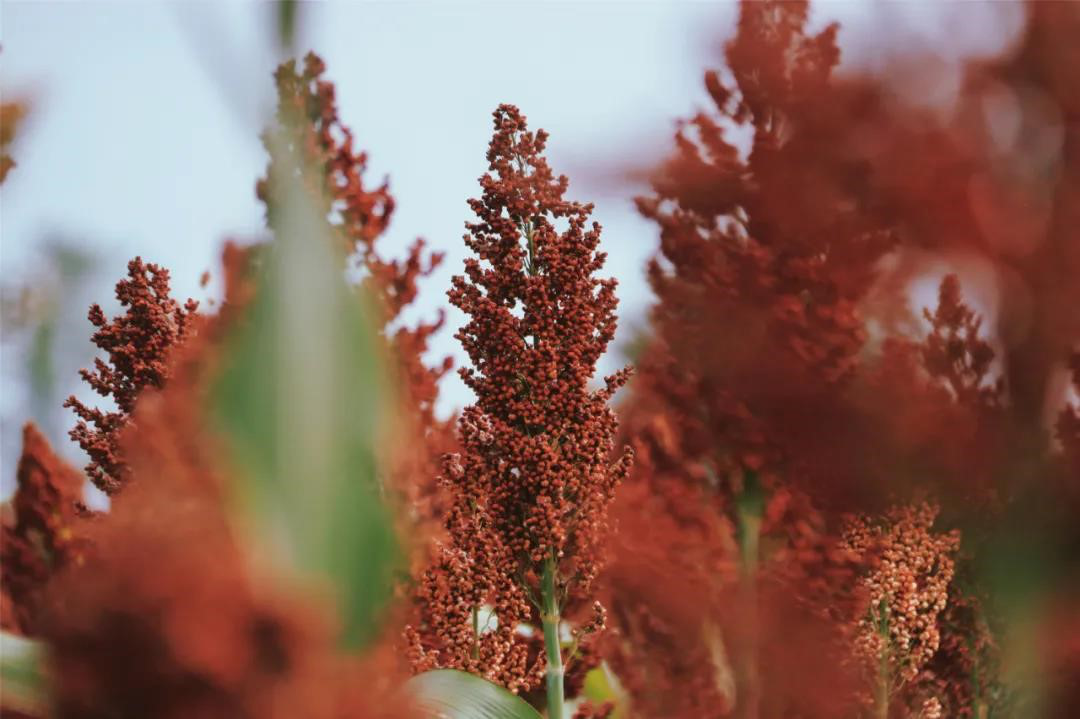 荒地變良田 糧食獲豐收 省二輕集團下屬工美控股公司助力衢州打造詩畫風光帶